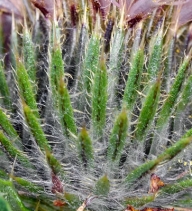 Cirsium remotifolium