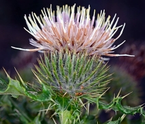 Cirsium acanthodontum