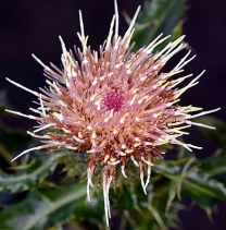 Cirsium acanthodontum