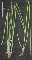 Equisetum Xferrissii