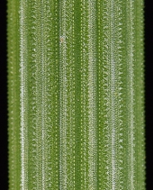Equisetum Xferrissii