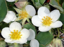Fragaria Xananassa