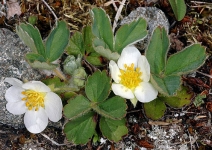 Fragaria Xananassa