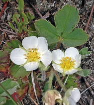 Fragaria Xananassa