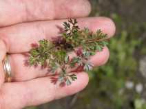 Coriandrum sativum