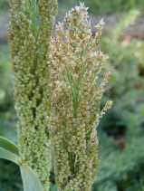 Sorghum bicolor