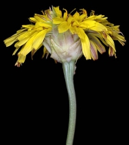 Microseris laciniata