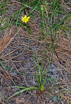 Microseris laciniata