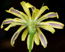 Microseris laciniata ssp. leptosepala