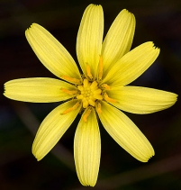 Microseris laciniata