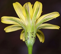 Microseris laciniata ssp. leptosepala