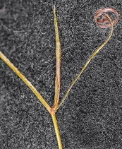 Potamogeton foliosus