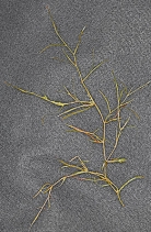 Potamogeton foliosus