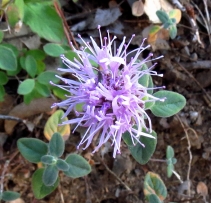Monardella villosa ssp. obispoensis