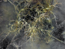 Potamogeton foliosus