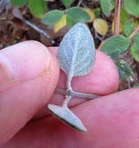 Monardella villosa ssp. obispoensis