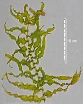 Potamogeton richardsonii