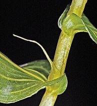 Potamogeton richardsonii