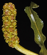 Potamogeton richardsonii
