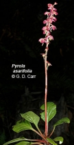 Pyrola asarifolia ssp. bracteata