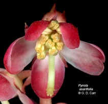 Pyrola asarifolia ssp. bracteata