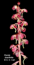 Pyrola asarifolia ssp. bracteata