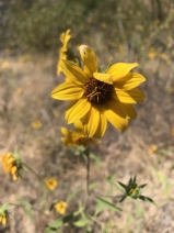 Helianthus exilis
