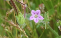 Erodium brachycarpum