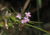 Epilobium minutum