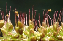 Setaria parviflora