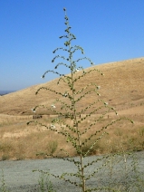 Blepharizonia plumosa
