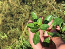 Ludwigia peploides