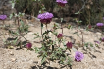Monardella breweri ssp. breweri