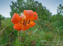 Lilium maritimum