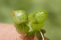 Lemna gibba