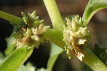 Atriplex serenana var. serenana