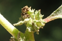 Atriplex serenana var. serenana