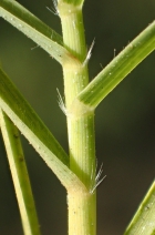 Distichlis spicata