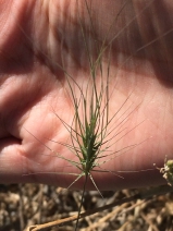 Elymus caput-medusae