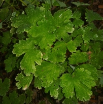 Aquilegia eximia
