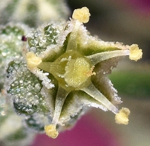 Chenopodium pratericola