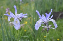 Iris longipetala