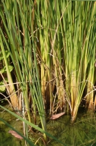 Typha angustifolia