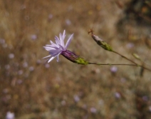 Lessingia micradenia var. glabrata