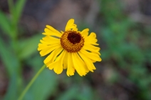 Helenium bigelovii