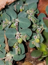 Euphorbia serpens
