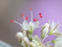 Eriogonum elongatum var. elongatum