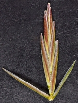 Elymus spicatus