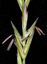 Elymus spicatus