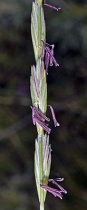 Elymus spicatus